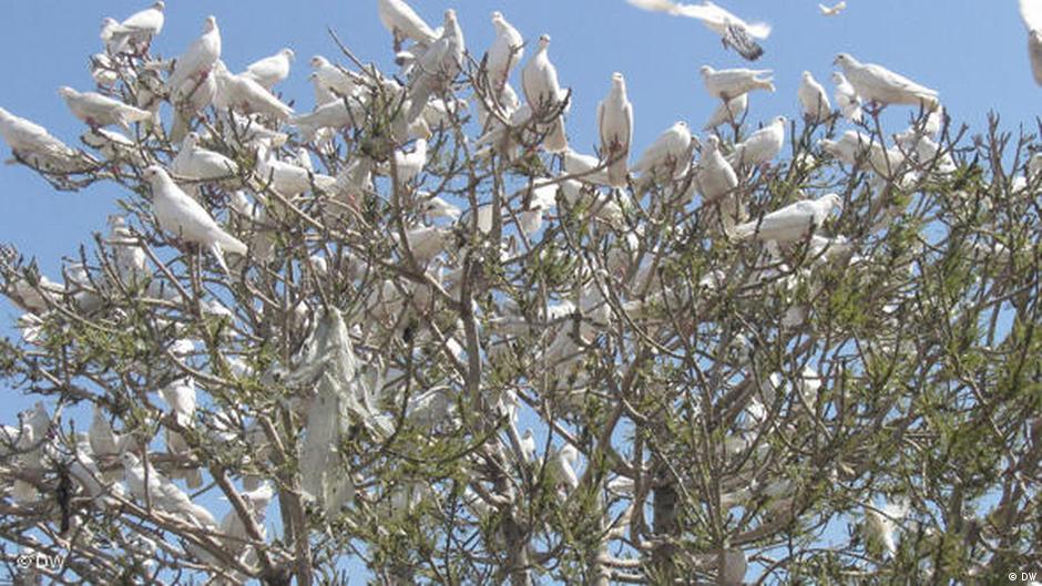 Doves in a tree 