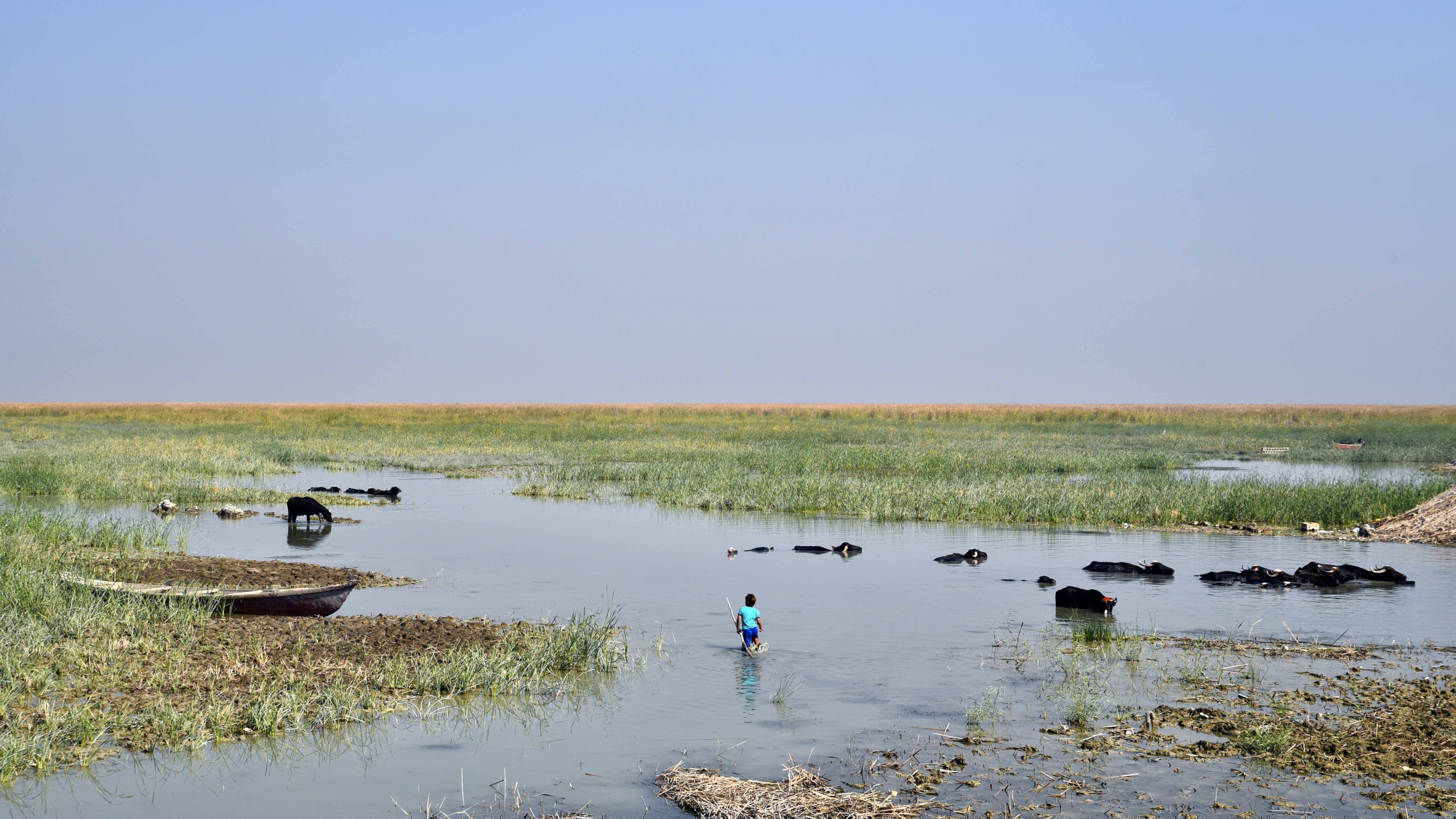 A figure stands in water surrounded by reed beds and bathing cattle in Iraq's famous marshes; a boat can be seen left of frame
