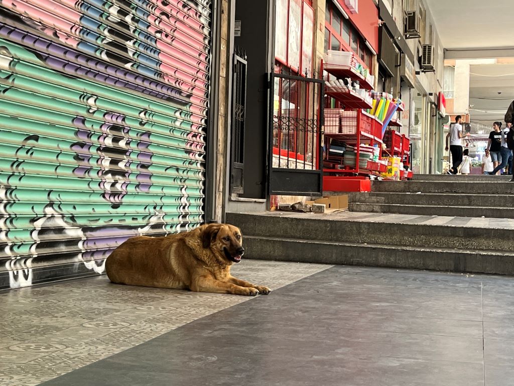 A stray dog in front of a shop in Istanbul