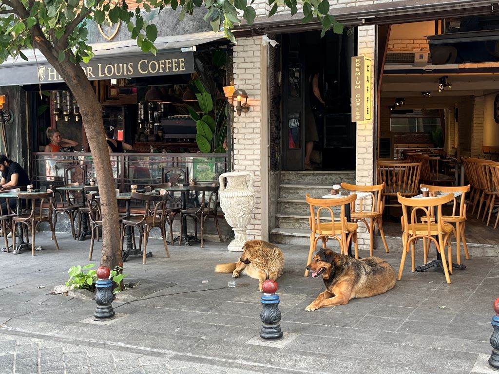 Two dogs in front of a cafe in Istanbul