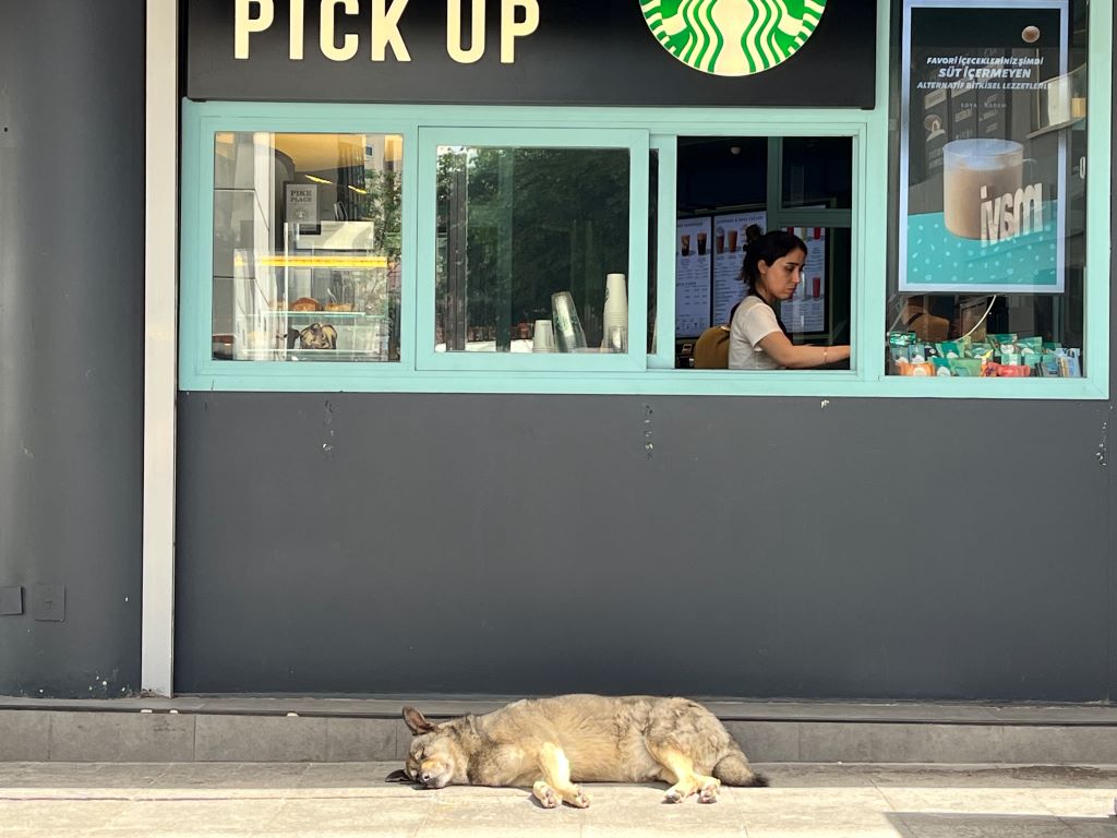 Schlafender Hund vor einem Café
