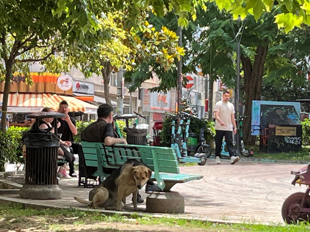 Istanbul streunender Hund in einem Park