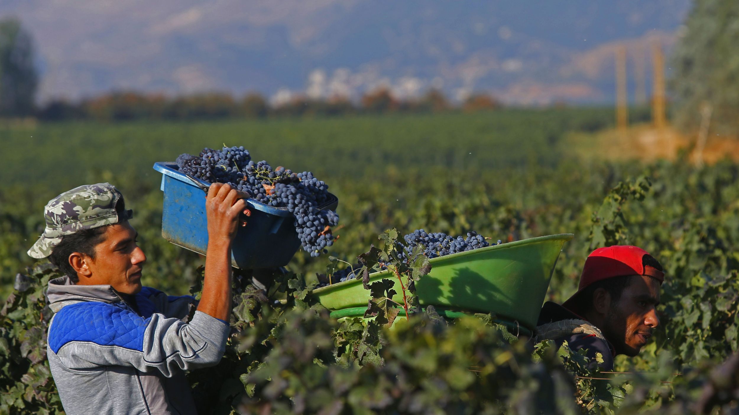 A man in a vineyard holding a box of grapes.