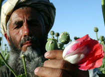 Poppy crop growing in Afghanistan (photo: AP)