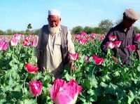 Poppy farmers in Afghanistan (photo: AP)