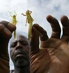 Man presenting two locusts to the camera (photo: AP)