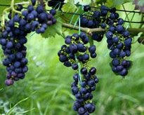 Wine grapes (photo: dpa)