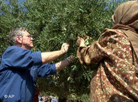 عاموس عوز يساعد الفلسطينيين في  قطف ثمار الزيتون، الصورة أ.ب  