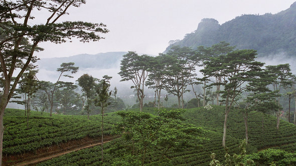 زراعة الشاي في سيريلانكا.  Anjadorra