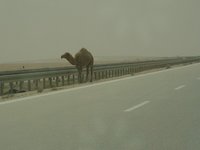 س. خليل: الطريق السريع إلى الغرب، بغداد 2004، الصورة: شتيفان شميد
