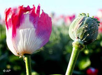 A field of opium poppies in Afghanistan (photo: AP)