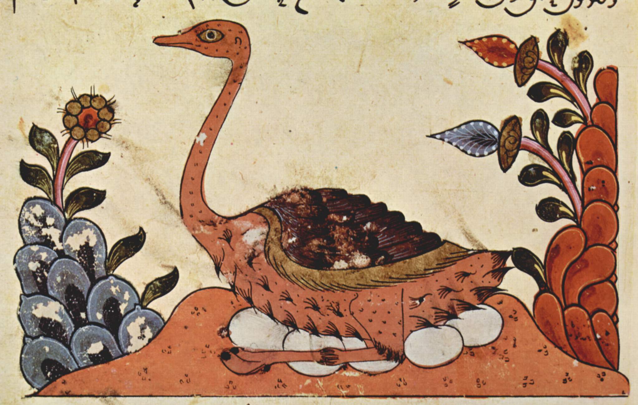Darstellung eines Straußes; syrische Buchmalerei um 1335 aus dem Buch der Tiere des al-Dschahiz; Quelle: Wikipedia