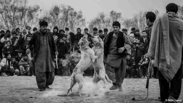 People watching an organised dog fight in Afghanistan (photo: Majid Saeedi)