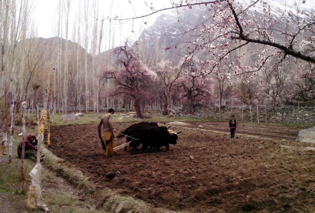Tilling the fields, Skardu, Gilgit-Baltistan, Pakistan (photo: Julis Koch)