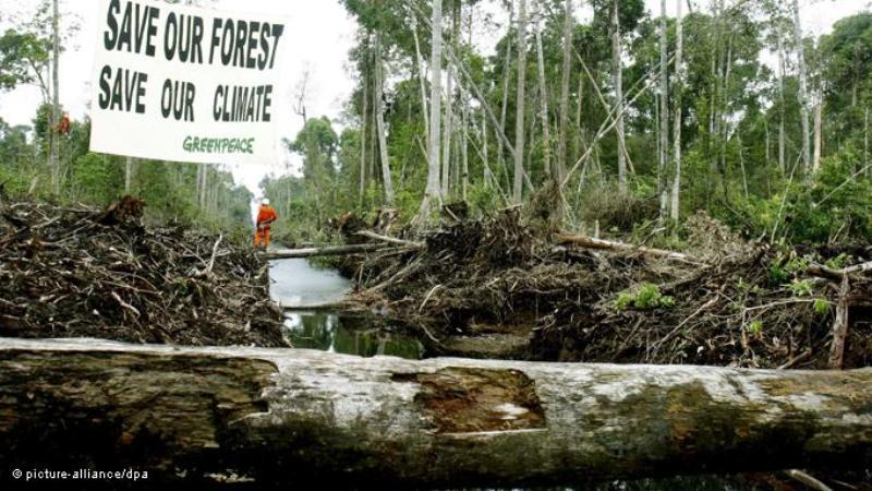 Greenpeace-Protest gegen die Abholzung des Regenwaldes auf Sumatra, Indonesien; Foto: picture-alliance/dpa
