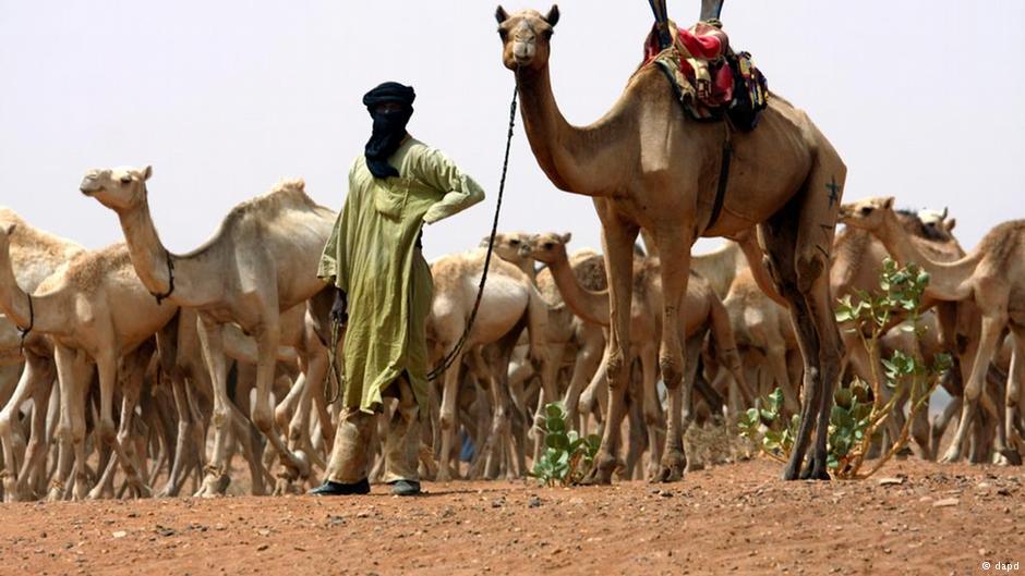A Tuareg nomad with a herd of camels (photo: DAPD)