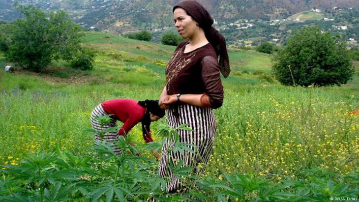 Harvesting hemp in Morocco′s northern Rif region (photo: DW)