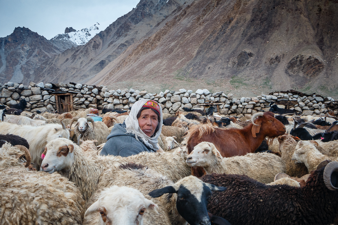 Wakhi shepherdess milking her cattle (photo: Camille Del Bos)