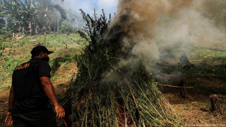 Police raid: burning cannabis plants in North Aceh (photo: picture-alliance)