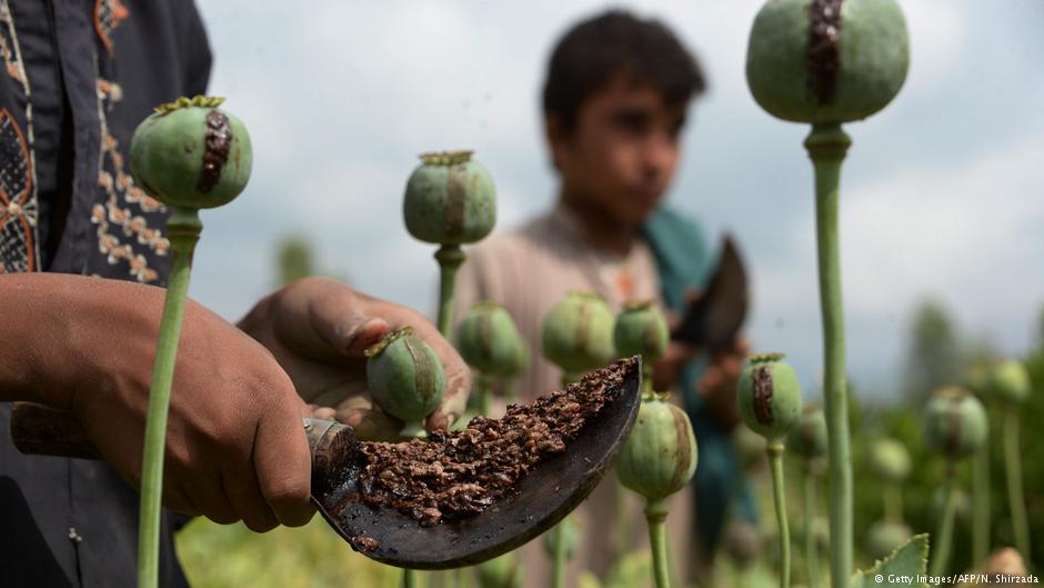 Opiumernte in der Nangarhar-Provinz, Afghanistan; Foto: Getty Images/AFP/N. Shirzada
