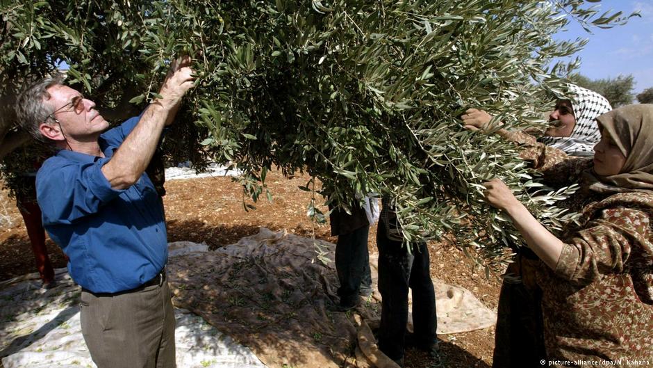 Amos Oz (l.) bei der Olivenernte im Westjordanland; Foto: picture-alliance/dpa