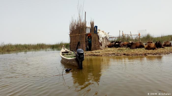العراق: يوميات وتطلعات صيادي الطيور والسمك في هور الجبايش - من الصيد إلى تربية الجواميس والسياحة