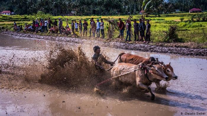 Pacu Jawi, traditional bull-racing on Sumatra (photo: Claudio Sieber)
