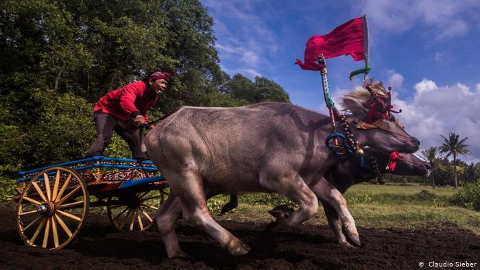 Makepung Jembran Cup, traditional bull-racing on Bali (photo: Claudio Sieber)