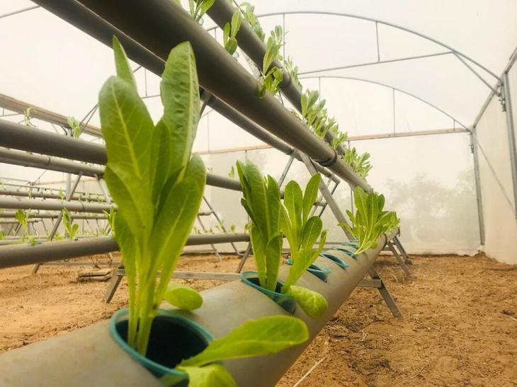 Lettuce seedlings grown using hydroponics in the Abu Daqqas' greenhouse in Gaza (photo: Afaq)
