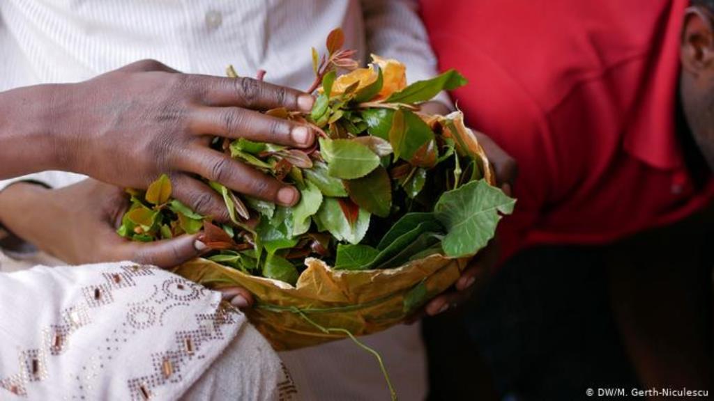 Hands holding a bundle of khat leaves (photo: M. Gerth-Niculescu)