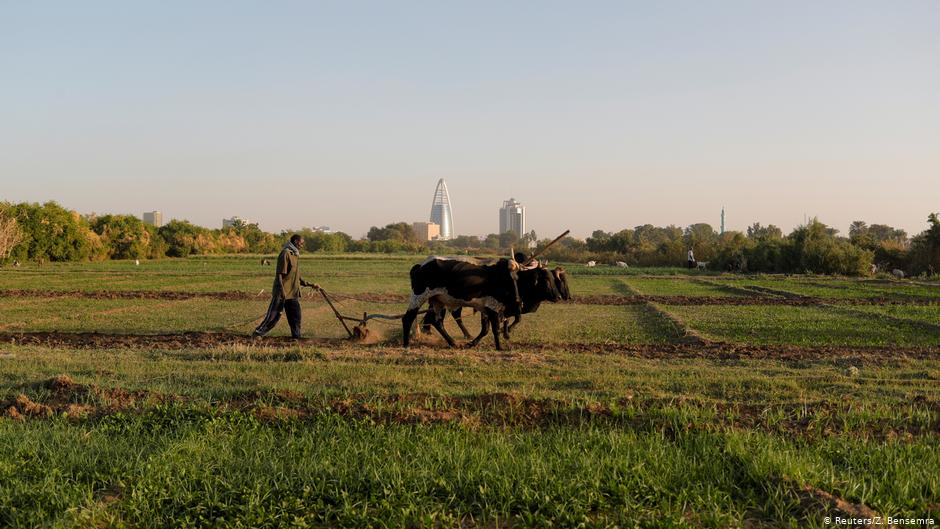 A farmer uses cows to plough a field on Tuti Island, Khartoum, Sudan, 11 February 2020 (photo: REUTERS/Zohra Bensemra)