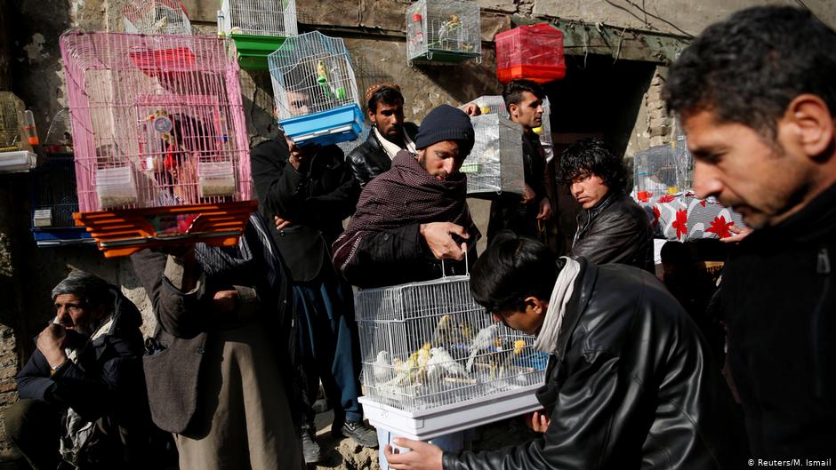 Bird vendors display canaries to buyers at Ka Faroshi bird market in Kabul, Afghanistan (photo: REUTERS/Mohammad Ismail)