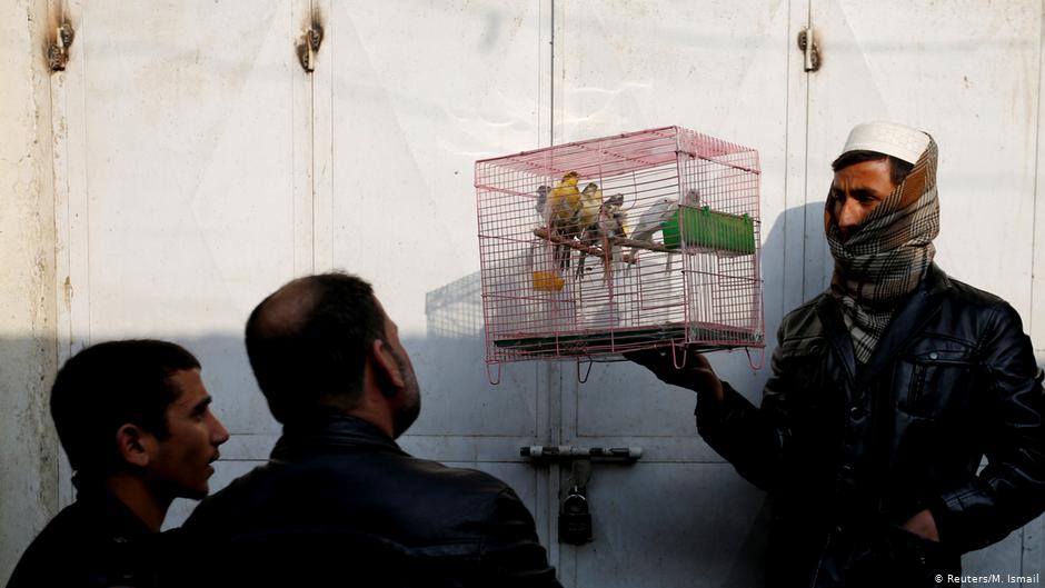 Afghan men look at birds in a cage at Ka Faroshi bird market in Kabul, Afghanistan (photo: REUTERS/Mohammad Ismail)  