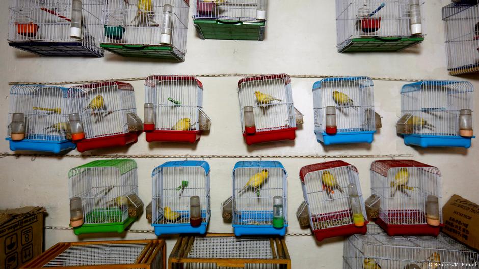 Canary cages hang inside a shop, for sale, at Ka Faroshi bird market in Kabul, Afghanistan (photo: REUTERS/Mohammad Ismail)