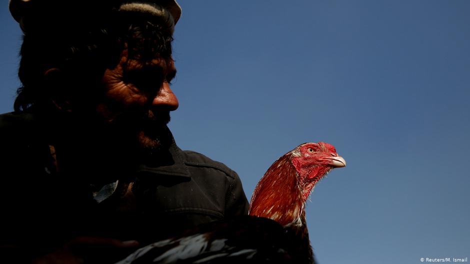 Sayed Mohammad Ali holds his rooster at Ka Faroshi bird market in Kabul, Afghanistan (photo: REUTERS/Mohammad Ismail)