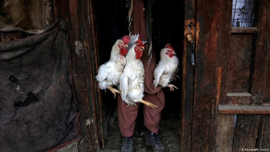 A man carries roosters for sale at Ka Faroshi bird market in Kabul, Afghanistan (photo: REUTERS/Mohammad Ismail)