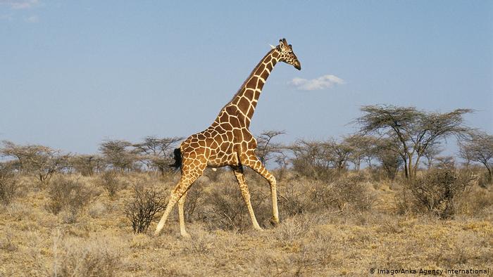 Giraffe läuft in der Savanne (photo: Imago/Anka Agency International)