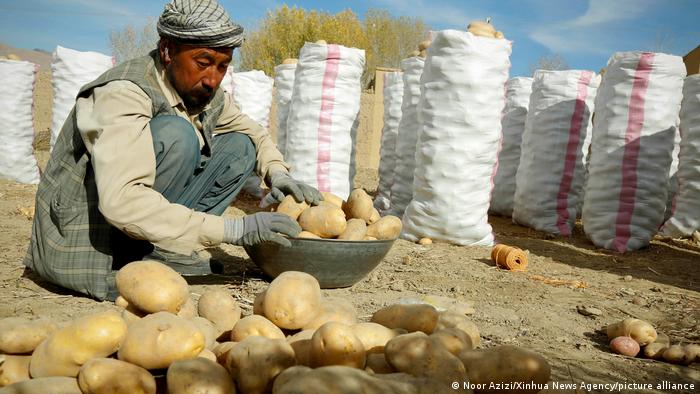 A Hazara man gathers up potatoes from the ground