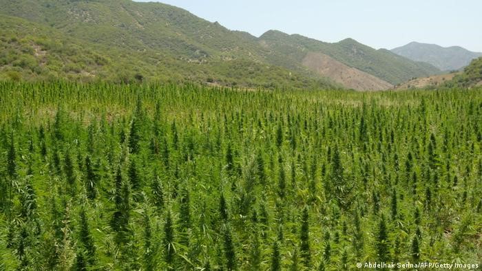 جبال الريف في شمال المغرب - تقنين زراعة القنب قد يعني انتقال هذه الزراعة إلى مناطق أخرى في المغرب.  Foto: Abdelhak Senna/Getty Images/AFP