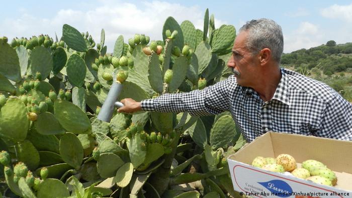 A farmer harvests prickly pears in Lebanon.