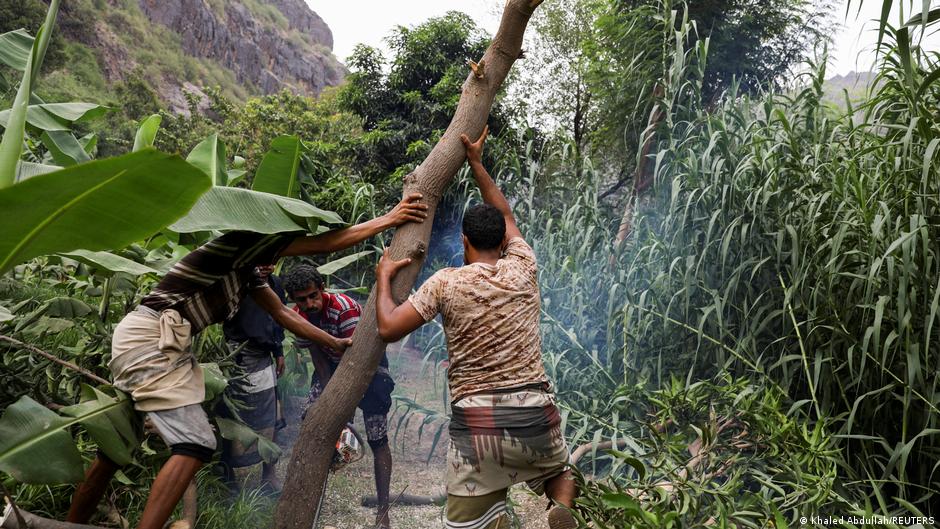 Lumberjacks use an electric saw to cut a tree in Khamis Banisaad district of al-Mahweet province, Yemen, 10 June 2021 (photo: Reuters/Khaled Abdullah)