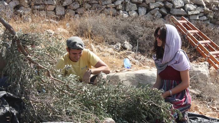 موسم جني الزيتون في الأراضي الفلسطينية 07_Olivenernte Saison Westjordanland FOTO DW