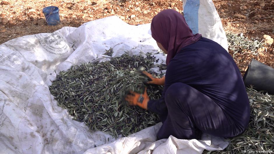 Palästinenserin bei der Olivenernte; Foto: Tania Krämer/DW