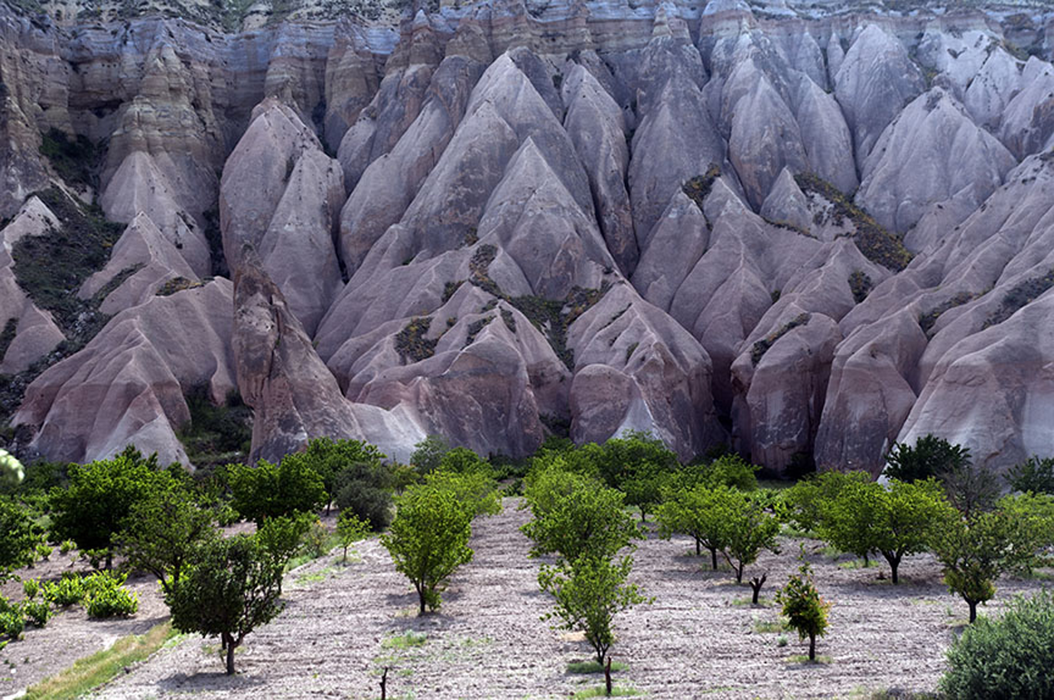 Apple orchard photographed against a deeply riven rock face (photo: Sugato Mukherjee)