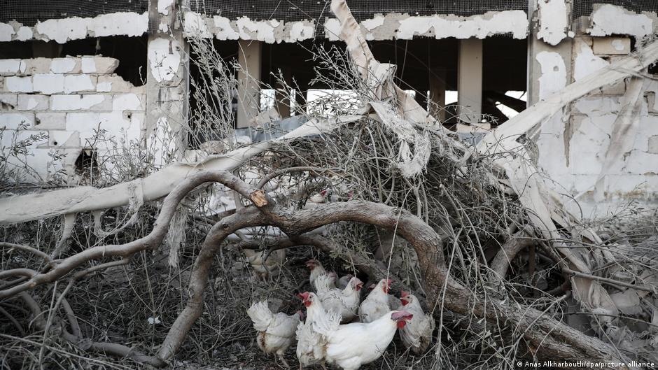Chickens peck in the ruins of their bombed farm in Idlib province, Syria (photo: dpa/picture-alliance)