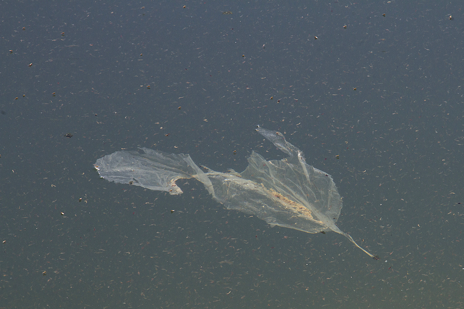 Feather floating on water (photo: Qantara)