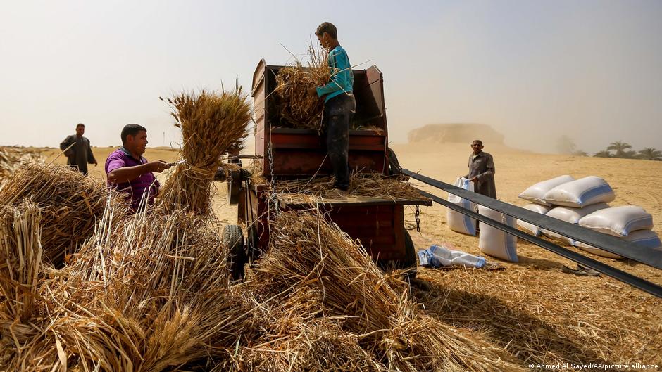 تأمل مصر في مضاعفة أراضيها الزراعية لزيادة الإنتاج من القمح.