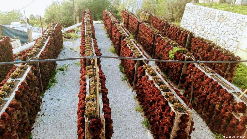 تزداد شعبية الزراعة العمودية في لبنان. Libanon Beirut Dachlandwirtschaft Foto DW
