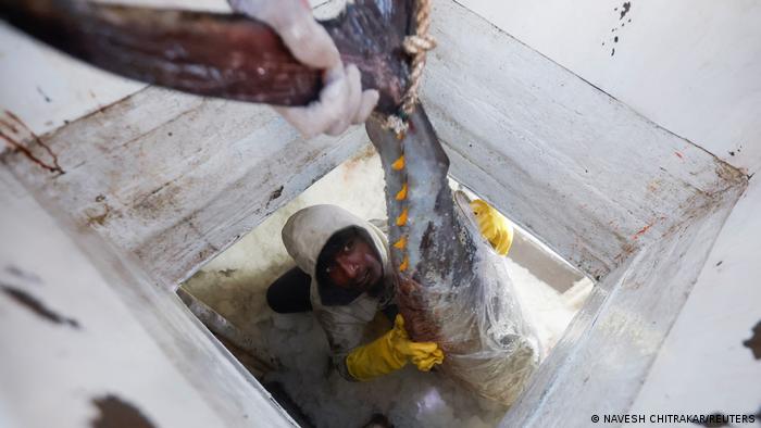 A man unloads tuna on a fishing trawler, Sri Lanka, 16 April 2022 (photo: Reuters/Navesh Chitrakar)