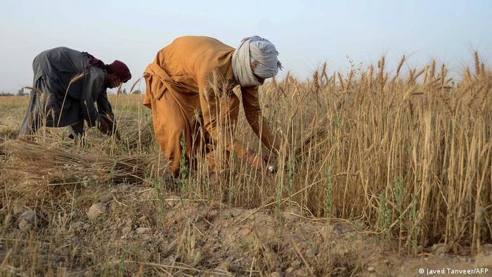 Wheat harvest near Kandahar